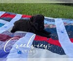 Small Photo #8 Schnoodle (Miniature) Puppy For Sale in NIANGUA, MO, USA