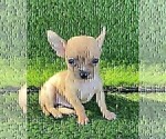 Small #2 Chihuahua