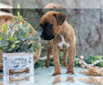 Small #4 Boxer