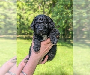 Golden Mountain Doodle Puppy for sale in BROKEN ARROW, OK, USA