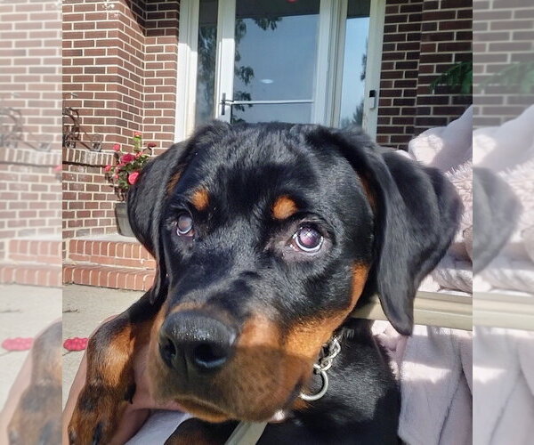 Medium Photo #4 Rottweiler Puppy For Sale in Foristell, MO, USA