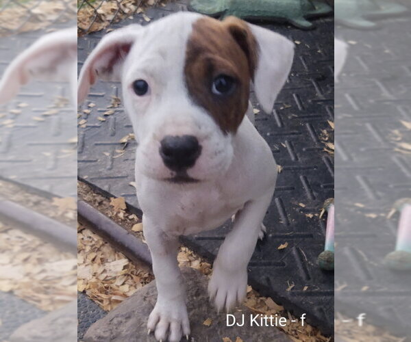 Medium Photo #12 Beagle-Unknown Mix Puppy For Sale in Hinton, WV, USA