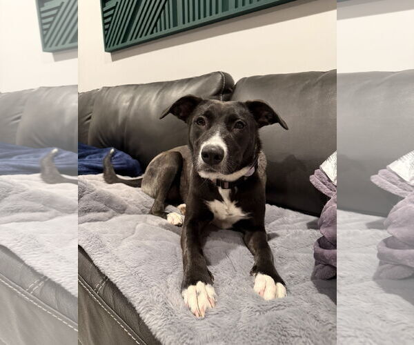 Medium Photo #1 Border Collie-Unknown Mix Puppy For Sale in Duluth, MN, USA