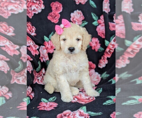 Medium Photo #1 Goldendoodle-Poodle (Miniature) Mix Puppy For Sale in KIRKWOOD, PA, USA