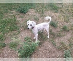 Small Photo #1 Poodle (Toy) Puppy For Sale in COLORADO SPRINGS, CO, USA