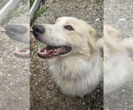 Small #4 Great Pyrenees Mix