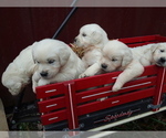 Small Photo #3 English Cream Golden Retriever Puppy For Sale in E PROVIDENCE, RI, USA