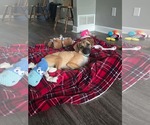 Small #2 Box-a-Pug