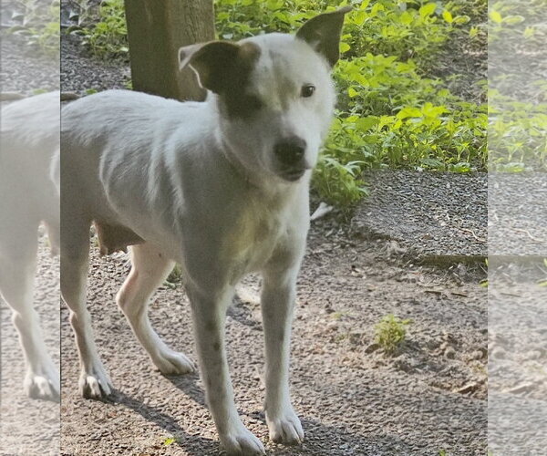 Medium Photo #3 Mutt Puppy For Sale in Brooklyn Center, MN, USA