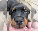 Small Photo #11 Rottweiler Puppy For Sale in FOREST GROVE, OR, USA