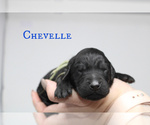 Small Photo #2 Goldendoodle Puppy For Sale in MIDDLESEX, NC, USA