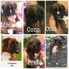 Boxer Puppy for sale in PEARLAND, TX, USA