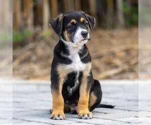 Labrador Retriever-Unknown Mix Dogs for adoption in San Diego, CA, USA