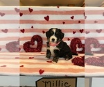 Small Photo #1 Bernedoodle Puppy For Sale in NEW PHILA, OH, USA