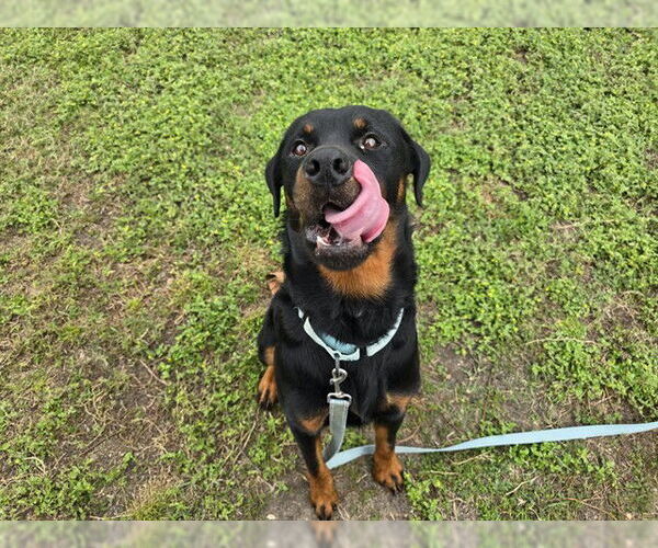 Medium Photo #1 Rottweiler Puppy For Sale in Ocala, FL, USA