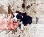 Puppy Banks American Corgi