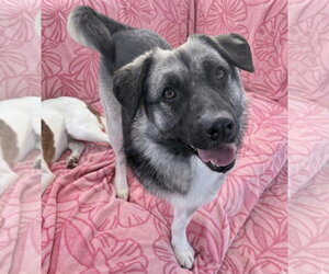 Macy (tripod) - Female Mutt Dog for Adoption - Photo #7