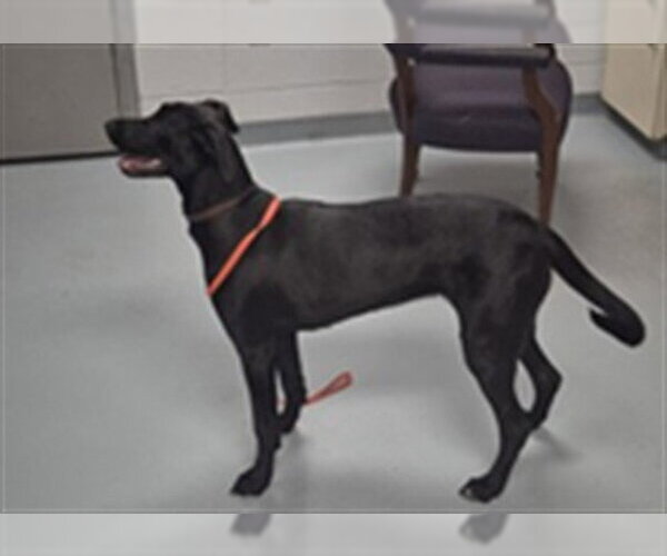 Medium Photo #1 Labrador Retriever Puppy For Sale in St. Cloud, FL, USA
