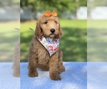 Small Photo #3 Goldendoodle Puppy For Sale in FROSTPROOF, FL, USA
