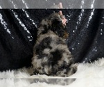 Small #6 Poodle (Miniature)