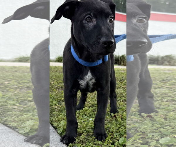 Medium Photo #1 Catahoula Leopard Dog-Unknown Mix Puppy For Sale in Sanford, FL, USA