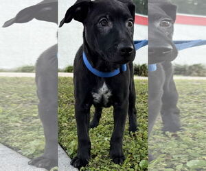 Catahoula Leopard Dog-Unknown Mix Dogs for adoption in Sanford, FL, USA