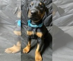 Small Photo #13 Doberman Pinscher Puppy For Sale in MILL SPRING, NC, USA