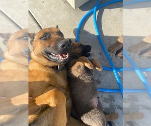 Father of the Belgian Malinois puppies born on 12/04/2023