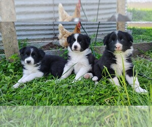 Border Collie Puppy for sale in NORBORNE, MO, USA