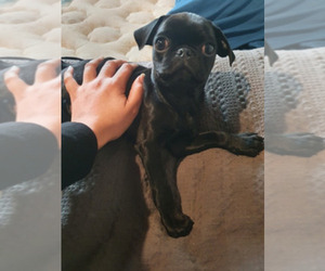 Pug Puppy for Sale in PERRIS, California USA