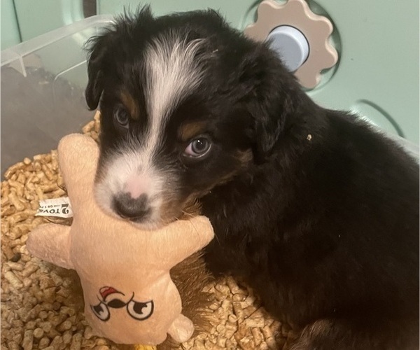 Medium Photo #15 Australian Shepherd Puppy For Sale in OLD LYME, CT, USA