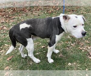 Mutt Dogs for adoption in Peoria, IL, USA