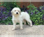 Small #4 Mutt