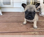 Small Photo #11 French Bulldog Puppy For Sale in OSHKOSH, WI, USA