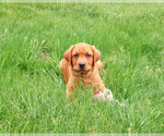 Small #3 Labrador Retriever