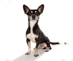 Small #1 Chihuahua