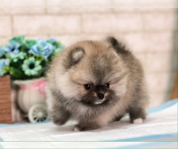 Medium Photo #9 Pomeranian Puppy For Sale in BEVERLY HILLS, CA, USA