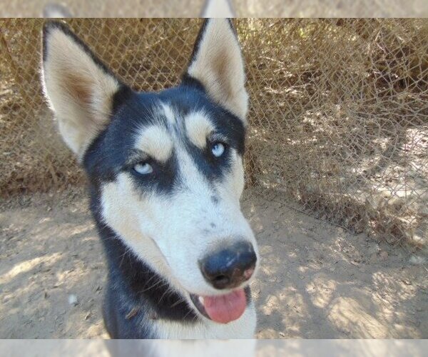 Medium Photo #8 Siberian Husky-Unknown Mix Puppy For Sale in Pacific grove , CA, USA