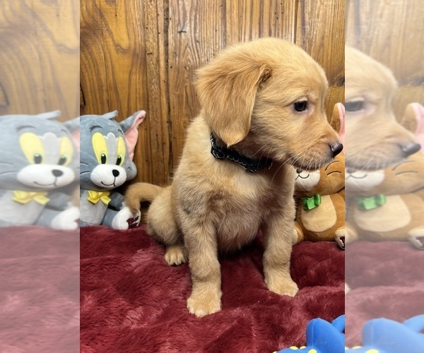 Medium Photo #12 Golden Retriever Puppy For Sale in NEOLA, WV, USA