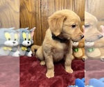 Small #11 Golden Retriever