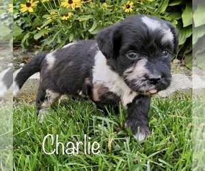 Miniature Labradoodle Puppy for sale in CLARE, MI, USA
