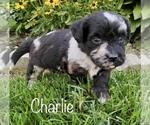 Image preview for Ad Listing. Nickname: CHARLIE