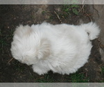 Small Photo #28 Coton de Tulear Puppy For Sale in COLUMBIA, MO, USA