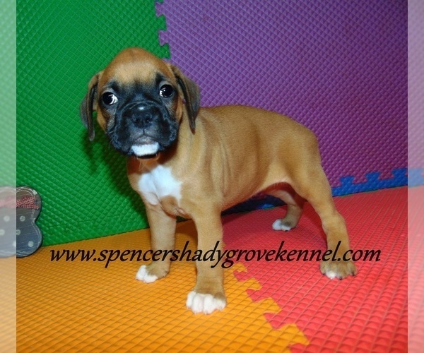 Medium Photo #8 Boxer Puppy For Sale in CABOOL, MO, USA