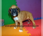 Small #7 Boxer