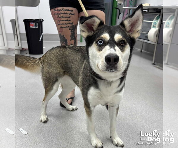 Medium Photo #1 Siberian Husky-Unknown Mix Puppy For Sale in Washington, DC, USA