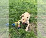 Small #1 Mutt
