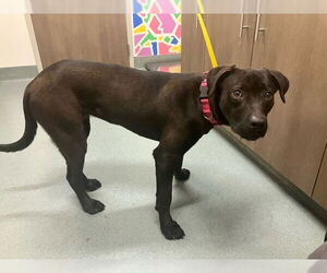 Labrador Retriever-Unknown Mix Dogs for adoption in Baytown, TX, USA