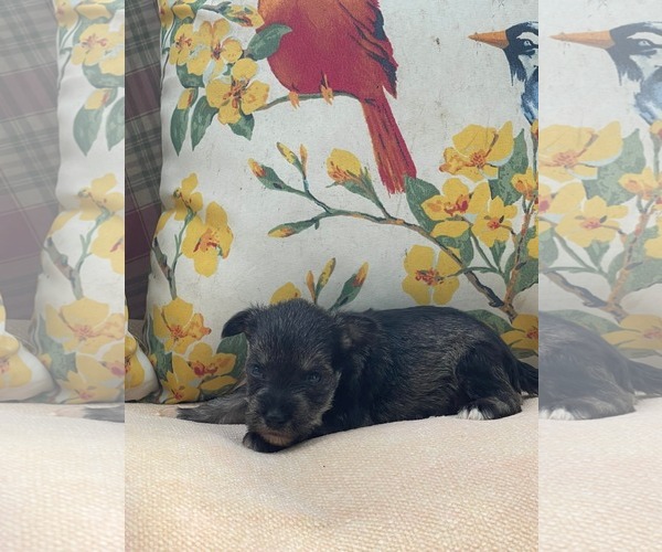 Medium Photo #3 Mutt Puppy For Sale in HOPKINSVILLE/PRINCETON, KY, NH, USA