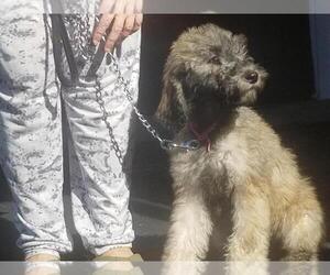 Poodle (Standard) Puppy for sale in SOUTHFIELD, MI, USA